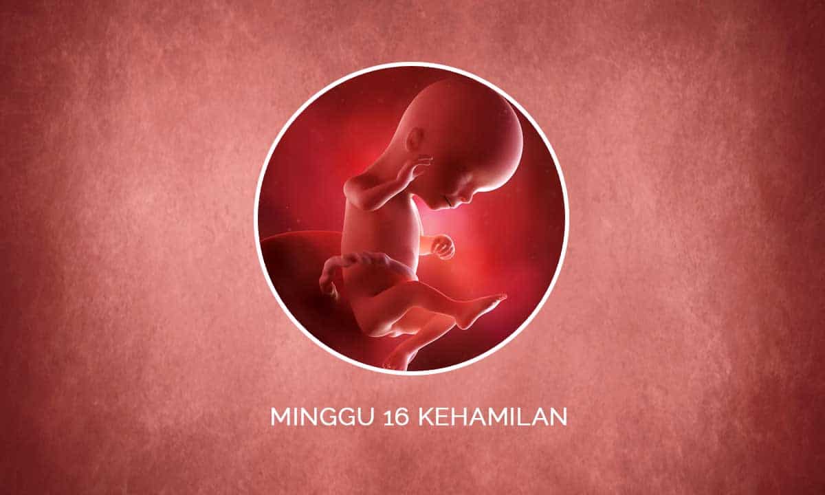 Perkembangan Janin 16 Minggu Kehamilan - Perubahan Ibu & Bayi 1