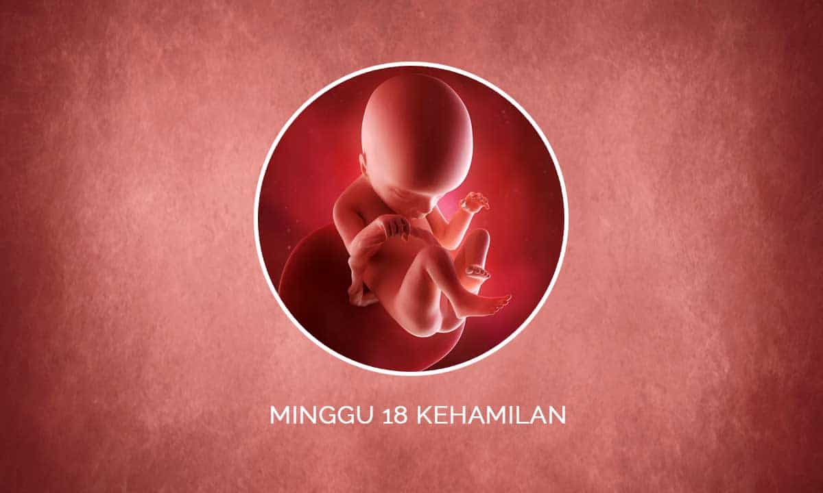 Perkembangan Janin 18 Minggu Kehamilan - Perubahan Ibu & Bayi 1