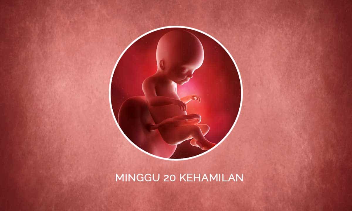 Perkembangan Janin 20 Minggu Kehamilan - Perubahan Ibu & Bayi 1