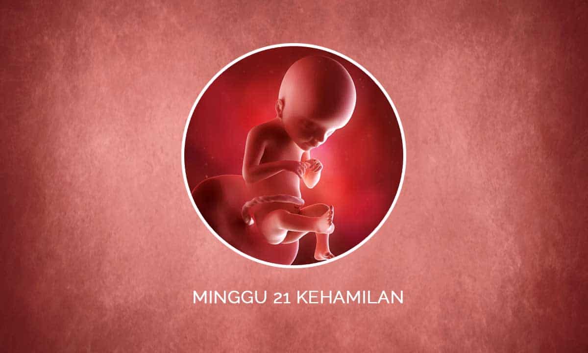 Perkembangan Janin 21 Minggu Kehamilan - Perubahan Ibu & Bayi 1