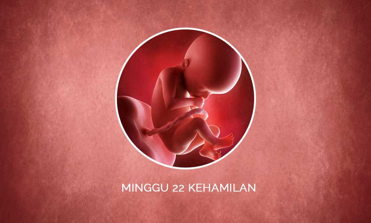 Perkembangan Janin 22 Minggu Kehamilan - Perubahan Ibu & Bayi 1