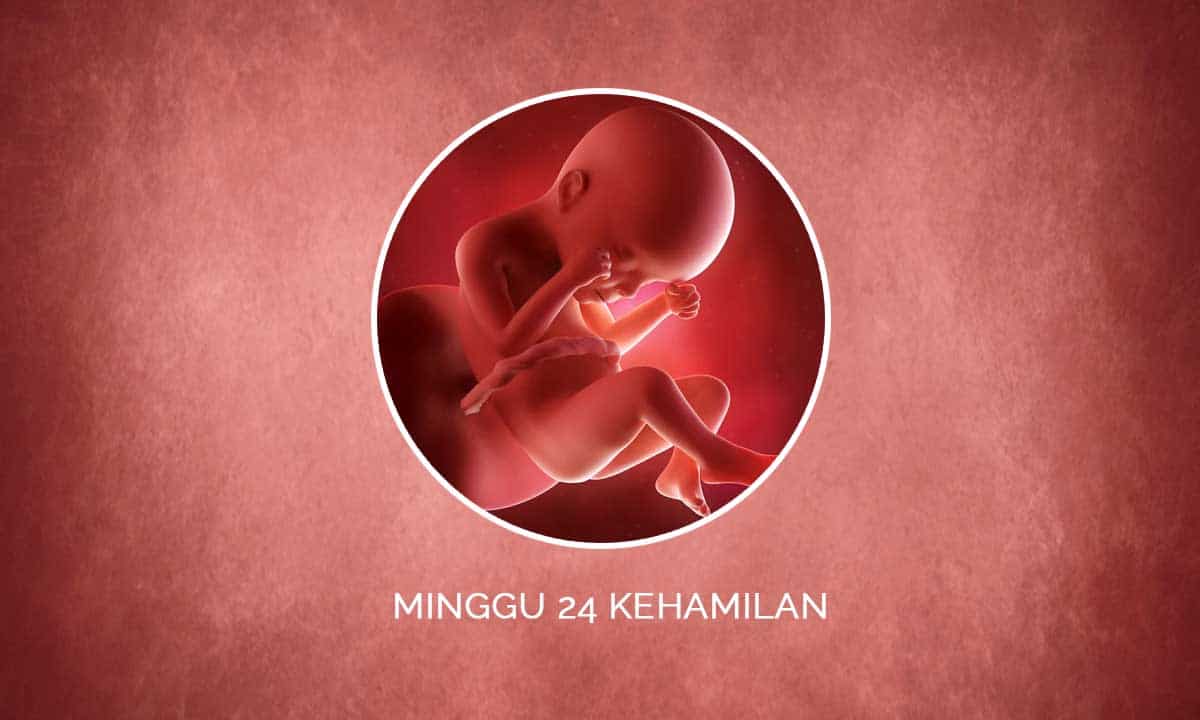 Perkembangan Janin 24 Minggu Kehamilan - Perubahan Ibu & Bayi 1