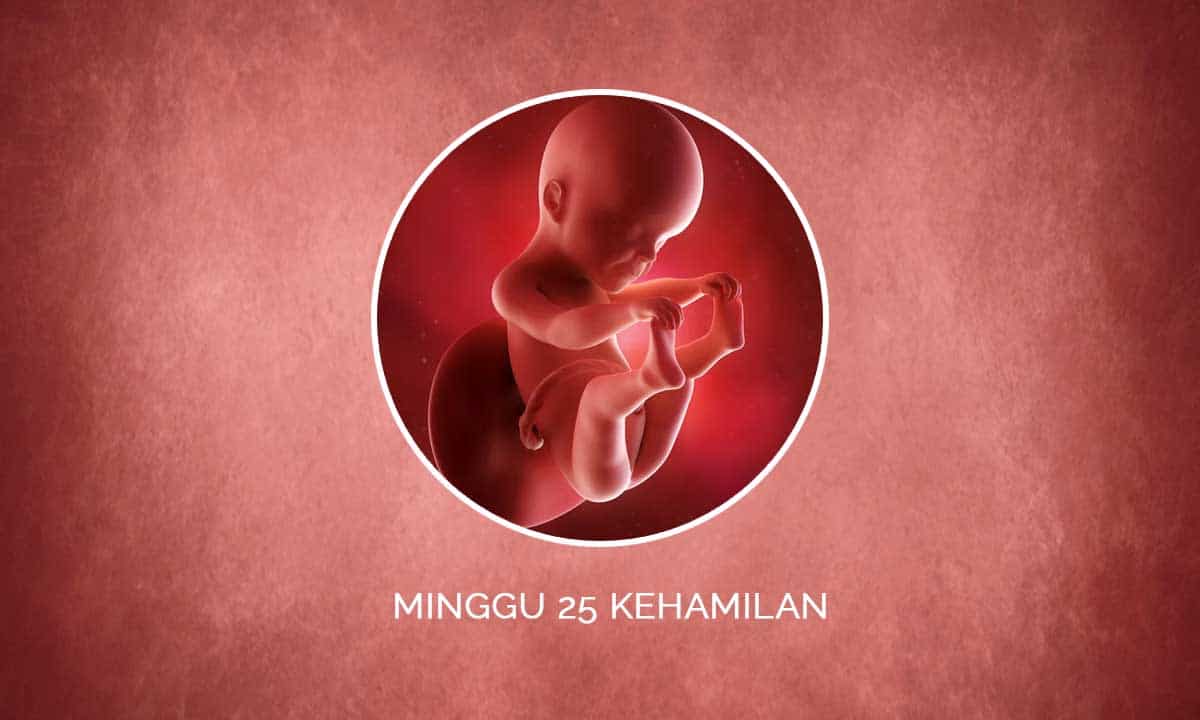 Perkembangan Janin 25 Minggu Kehamilan - Perubahan Ibu & Bayi 1