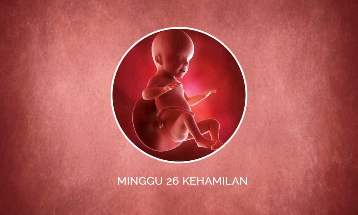 Perkembangan Janin 26 Minggu Kehamilan - Perubahan Ibu & Bayi 1