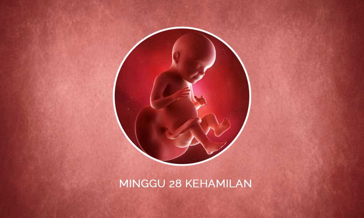 Perkembangan Janin 26 Minggu Kehamilan - Perubahan Ibu & Bayi 6