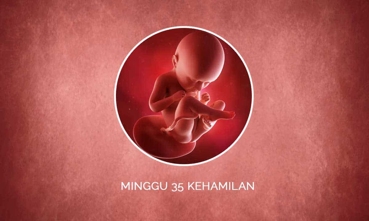 Perkembangan Janin 35 Minggu Kehamilan - Perubahan Ibu & Bayi 1