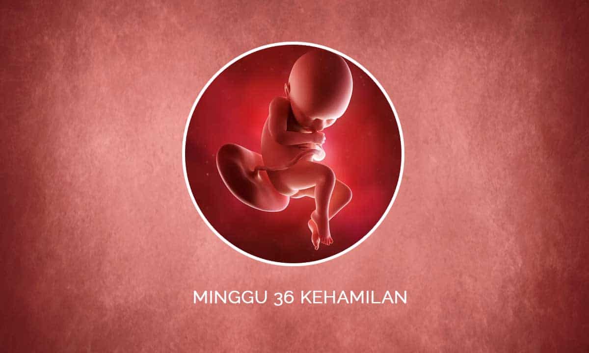 Perkembangan Janin 36 Minggu Kehamilan - Perubahan Ibu & Bayi 1