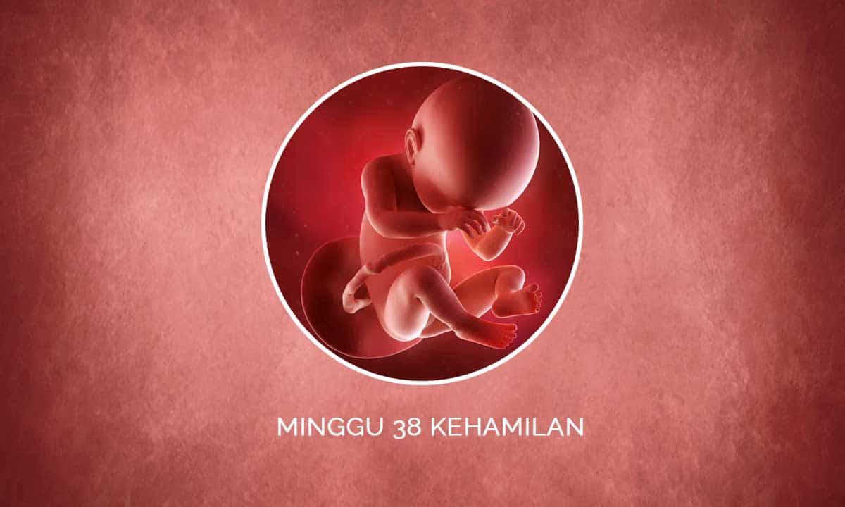 Perkembangan Janin 38 Minggu Kehamilan - Perubahan Ibu & Bayi 6